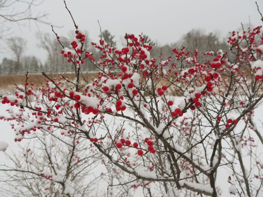 Berry Heavy® Winterberry Holly (Ilex verticillata 'Berry Heavy') - QT -Ship Only