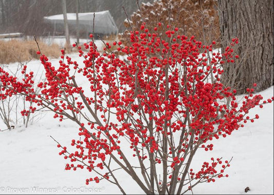 Proven Winners® Color Choice® Berry Poppins® Winterberry Holly (Ilex verticillata '‘Farrowbpop’') - QT -Ship Only