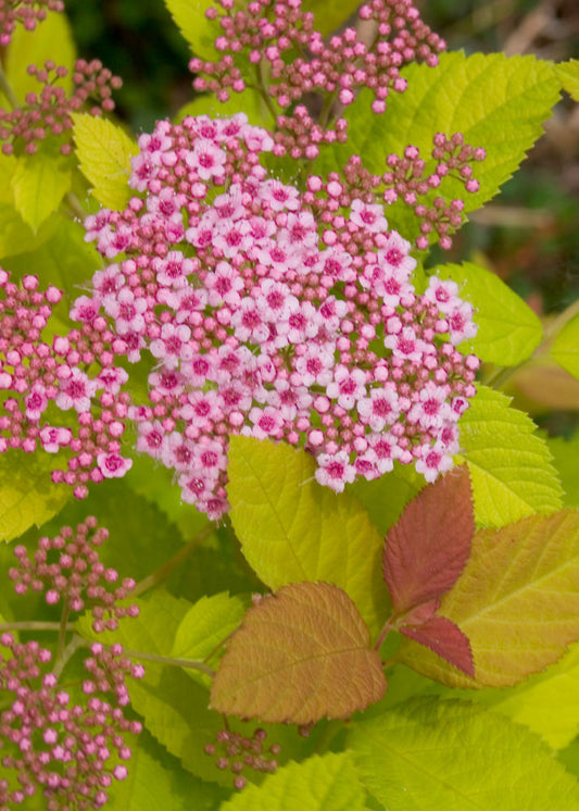 Double Play Big Bang® Spirea (Spiraea japonica 'Tracy') - QT -Ship Only