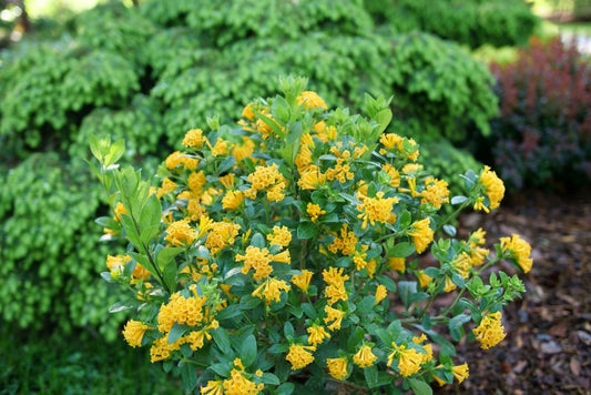Juiced® Orange Jessamine (Cestrum corymbosum Juiced® Orange) - QT -Ship Only