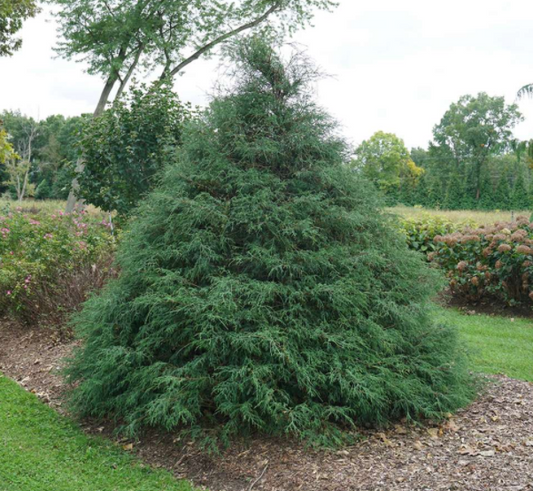Haywire™ falsecypress (Chamaecyparis 'Haywire') - QT -Ship Only