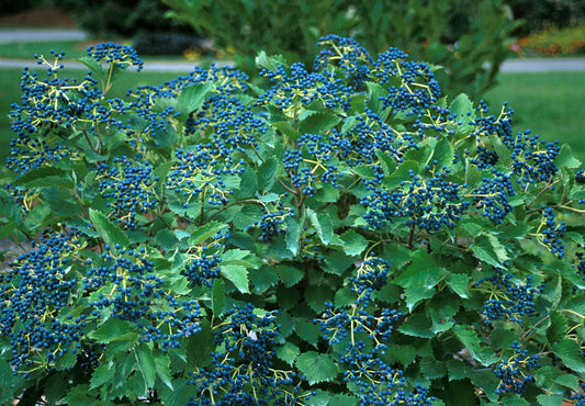 Blue Muffin® Arrowwood Viburnum (Viburnum dentatum 'Christom') - QT -Ship Only