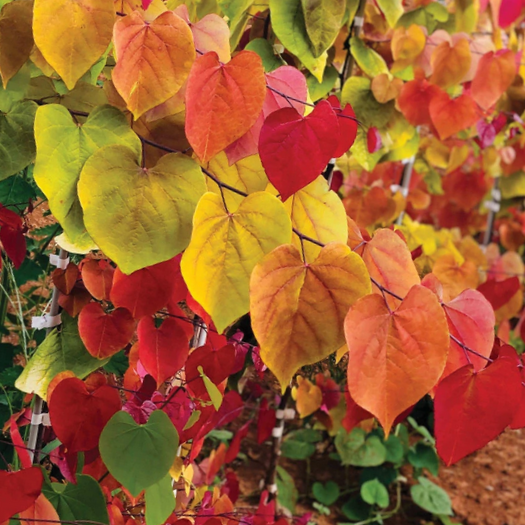 Cercis Flame Thrower® Redbud (Cercis canadensis 'Flame Thrower') - 2 gallon 36" -Ship Only
