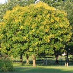 Summerburst® Golden Rain Tree (Koelreuteria summerburst) - 3 gallon TREE -Ship Only