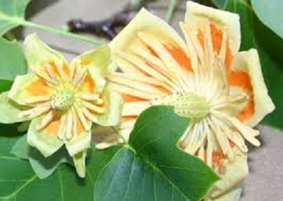 Little Volunteer Tuliptree (Liriodendron tulipifera 'Little Volunteer') - 3 gallon TREE -Ship Only