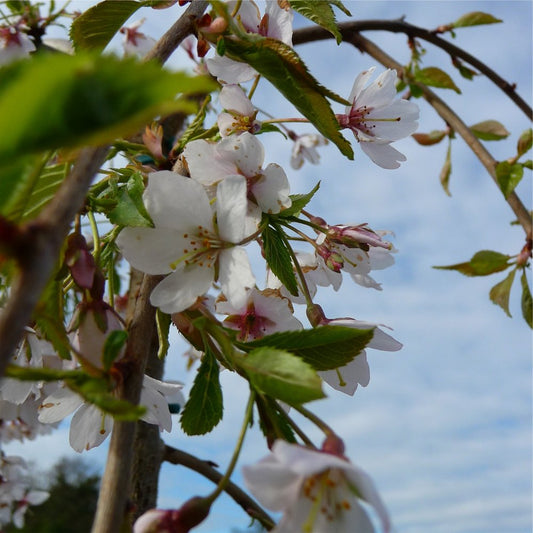 Weeping Higan Flowering Cherry (Prunus subhirtella 'Pendula Plena Rosea') - 2 gallon -Ship Only