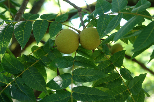 Black Walnut (Juglans nigra) - 1 gallon 18" WHIP -Ship Only