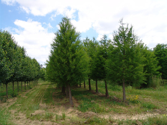 Shawnee Brave™ Baldcypress (Taxodium distichum 'Shawnee Brave') - 1 gallon 1-2' TREE -Ship Only