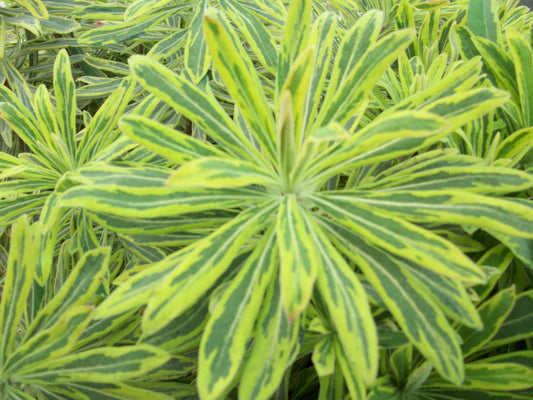Ascot Rainbow Cushion Spurge (Euphorbia x martinii 'Ascot Rainbow') - QT -Ship Only