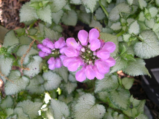 Purple Dragon Spotted Deadnettle (Lamium M 'Purple Dragon') - QT -Ship Only