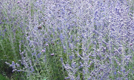 Blue Jean Baby Russian Sage (Perovskia atriplicifolia 'Blue Jean Baby') - QT -Ship Only