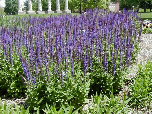 East Friesland Meadow Sage (Salvia nemorosa 'East Friesland') - QT -Ship Only