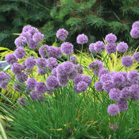 Medusa Flowering Onion (Allium medusa) - QT -Ship Only