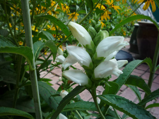 Turtlehead (Chelone glabra) - QT -Ship Only