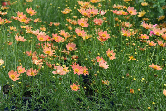 Creme Caramel™ Tickseed (Coreopsis verticillata 'Novcorcar') - QT -Ship Only