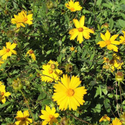 Sunshine Superman Tickseed (Coreopsis sunshine 'Superman') - QT -Ship Only