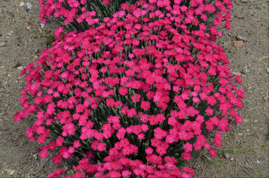 'Paint the Town Magenta' Pinks (Dianthus paint 'The Town Magenta') - QT -Ship Only