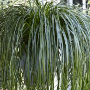 Ribbon Falls Sedge (Carex 'Carex Ribbon Falls') - QT -Ship Only
