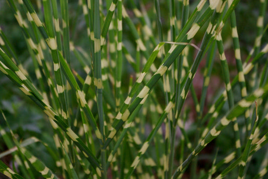 Little Zebra Maiden Grass (Miscanthus sinensis 'Little Nicky') - QT -Ship Only