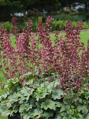 Berry Timeless Coralbells (Heuchera 'Berry Timeless') - QT -Ship Only