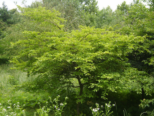 Japanese Snowbell (Styrax japonicus) - 3 gallon -Ship Only