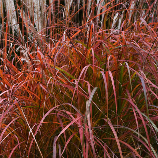 Fire Dragon Maiden Grass (Miscanthus sinensis 'Fire Dragon') - QT -Ship Only