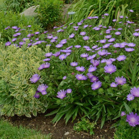 Honeysong Purple Stoke’s Aster (Stokesia L 'Honeysong Purple') - QT -Ship Only