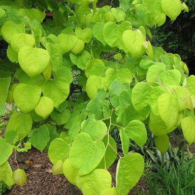 Hearts of Gold Redbud (Cercis canadensis 'Hearts of Gold') - 3 gallon TREE -Ship Only