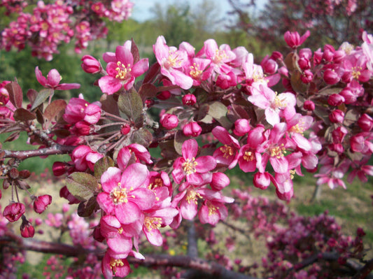 Purple Prince Crabapple (Malus ‘Purple Prince’) - 3 gallon TREE -Ship Only