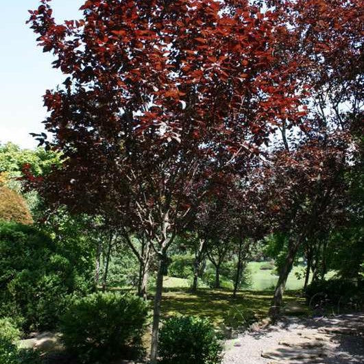 Cherry Plum (Prunus C 'Krauter Vesuvius') - 3 gallon TREE -Ship Only