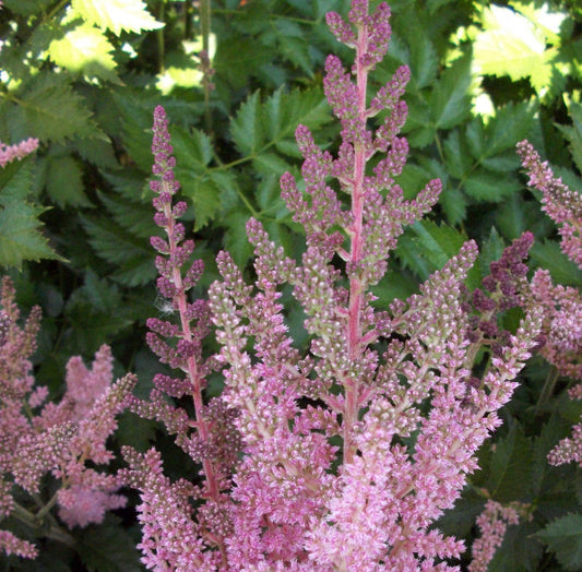 Vision In Pink Astilbe (Astilbe chinensis 'Visions in Pink') - 1 gallon -Ship Only