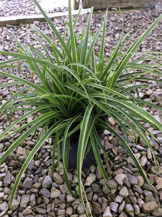 Ice Dance Sedge (Carex morrowii 'Ice Dance') - 1 gallon -Ship Only