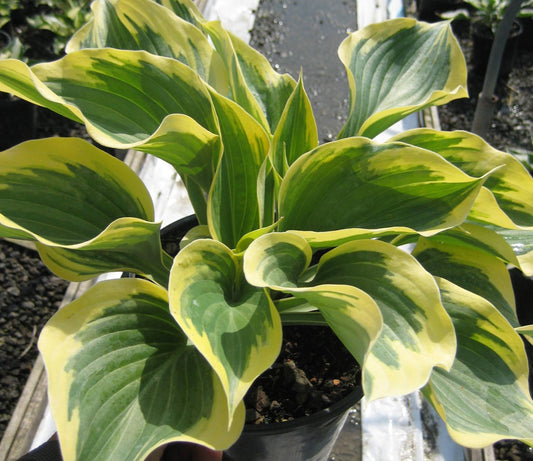 Liberty Plantain Lily (Hosta liberty) - 1 gallon -Ship Only