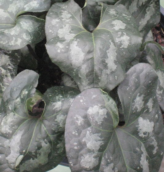 Chinese Wild Ginger (Asarum splendens) - 1 gallon -Ship Only