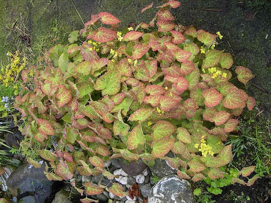 Yellow Barrenwort (Epimedium x perralchinum 'Frohnleiten') - 1 gallon -Ship Only