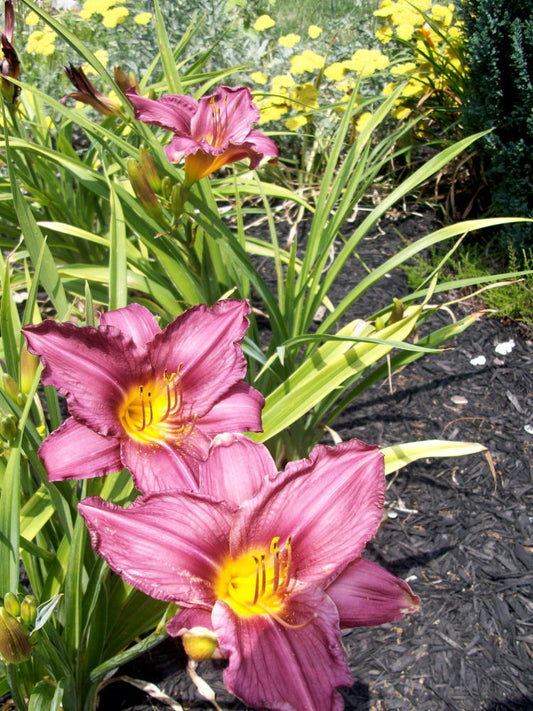 Purple d'Oro Daylily (Hemerocallis purple 'Purple d'Oro') - 1 gallon -Ship Only