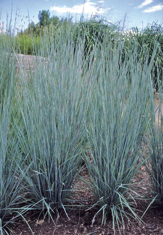 Prairie Blues Little Bluestem (Schizachyrium scoparium 'Prairie Blues') - 2 gallon -Ship Only