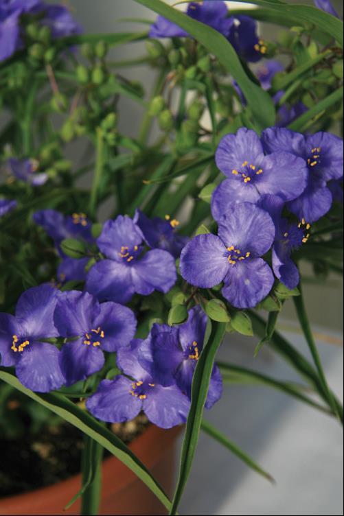 Amethyst Kiss™ Spiderwort (Tradescantia amethyst 'Kiss') - 1 gallon -Ship Only