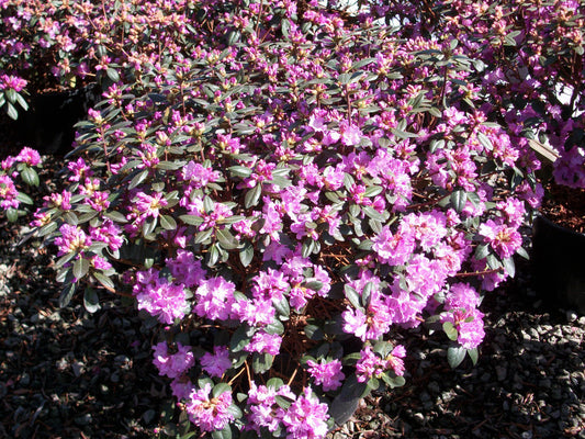 PJM Elite Rhododendron (Rhododendron 'PJM Elite') - 3 gallon 15" -Ship Only