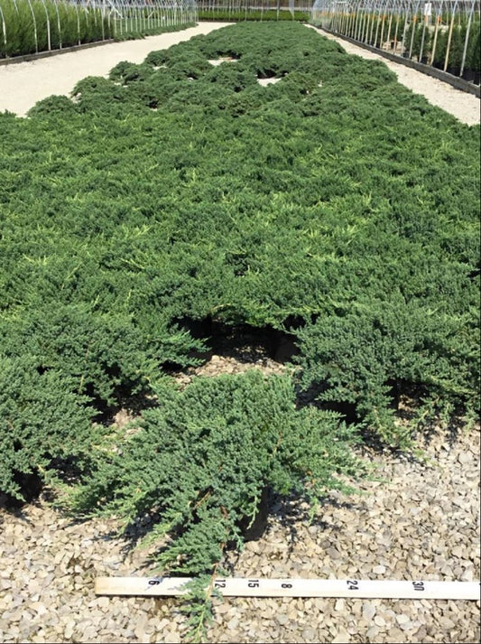 Dwarf Japanese Garden Juniper (Juniperus chinensis 'Nana') - 1 gallon 6" -Ship Only