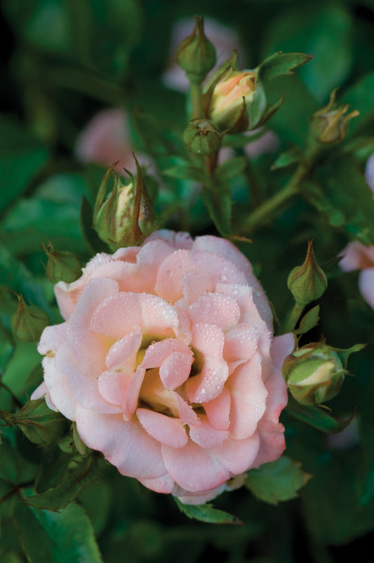 Peach Drift® Rose (Rosa 'Drift Meiggili') - QT -Ship Only