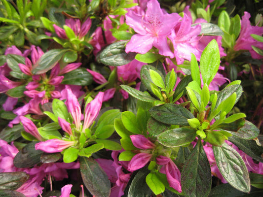 Herbert Azalea (Azalea x 'Herbert') - 3 gallon 15" -Ship Only