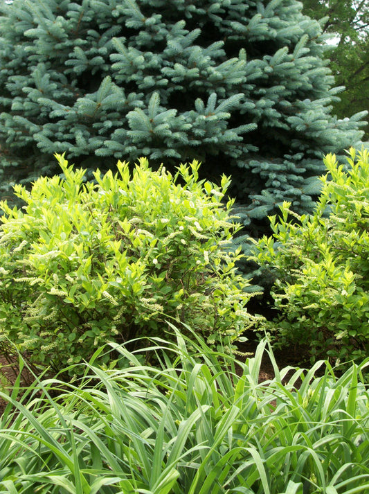 Henry's Garnet Virginia Sweetspire (Itea virginica 'Henry's Garnet') - 3 gallon 15" -Ship Only