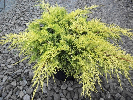 Gold Lace™ Juniper (Juniperus chinensis 'Gold Lace') - 3 gallon 12 to 15" -Ship Only