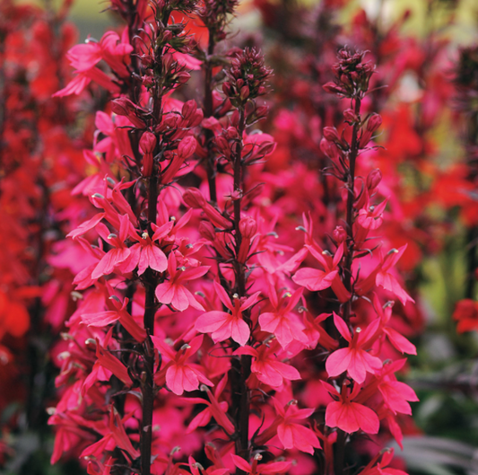 Starship Deep Rose Cardinal flower (Lobelia starship 'Rose') - 1 gallon -Ship Only