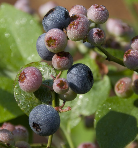 Patriot Highbush Blueberry (Vaccinium patriot 'Patriot') - 1 gallon 10" -Ship Only