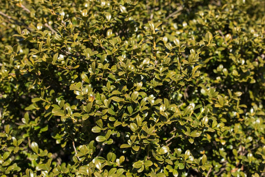 Chilly Willy Japanese Holly (Ilex crenata 'Winterscape Chilly Willy') - 3 gallon 15" -Ship Only
