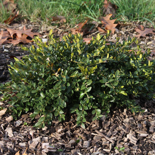 Flat-tery™ Boxwood (Buxus x 'Flat-Tery') - 3 gallon 12" -Ship Only