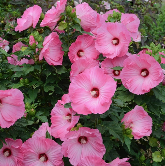 Airbrush Effect Rose Mallow (Hibiscus airbrush 'Effect') - 1 gallon -Ship Only