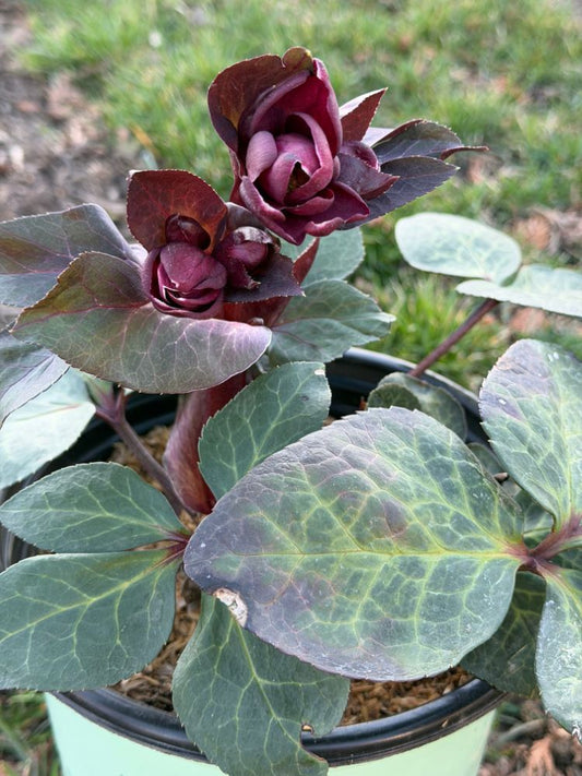 Frostkiss® Vibey Velvet Lenten Rose (Helleborus vibey 'Velvet') - 1 gallon -Ship Only
